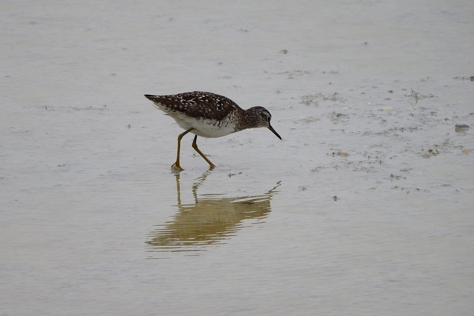Animal avian beach