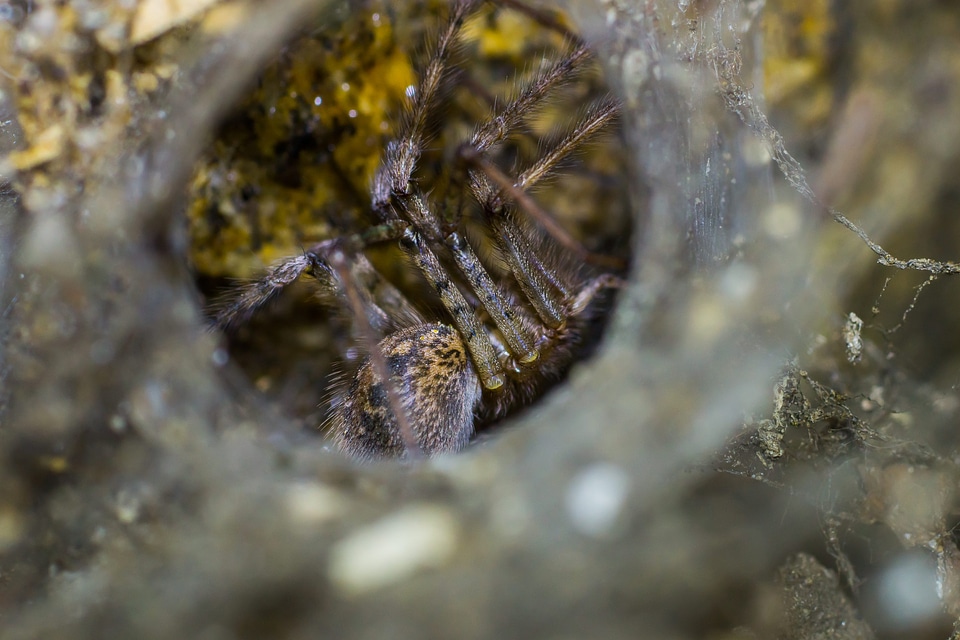 Animal arthropod cobweb