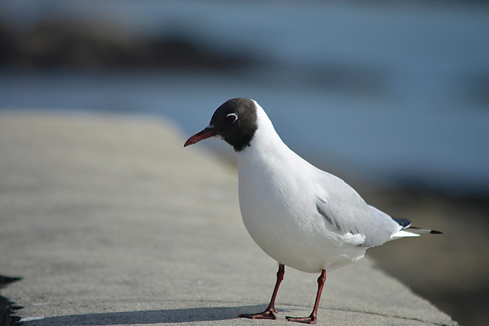 Animal avian beak photo