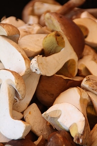 Mushrooms cep market