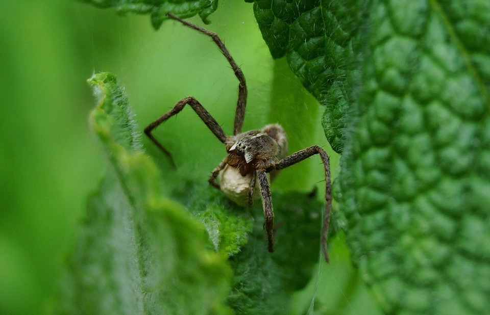 Animal arthropod beautiful photo