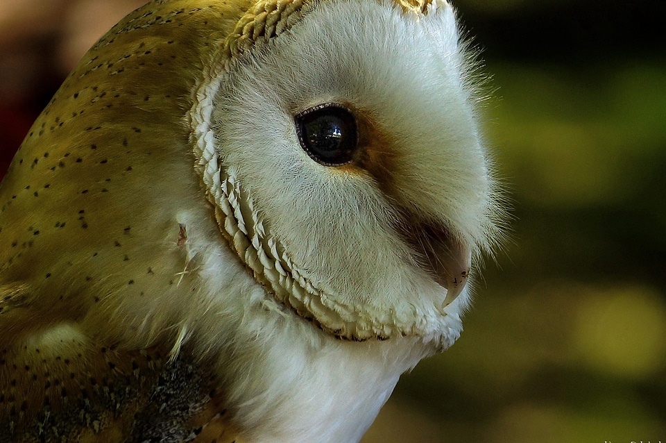 Animal avian beak photo