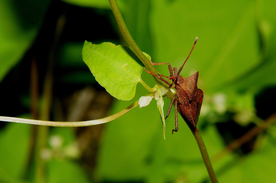 Animal arthropod beautiful photo