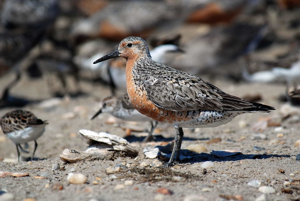 Animal avian beach