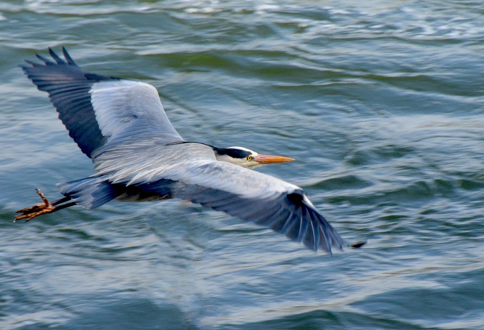 Animal avian beak photo