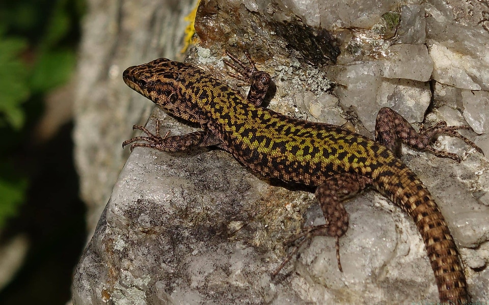 Amphibian animal biology