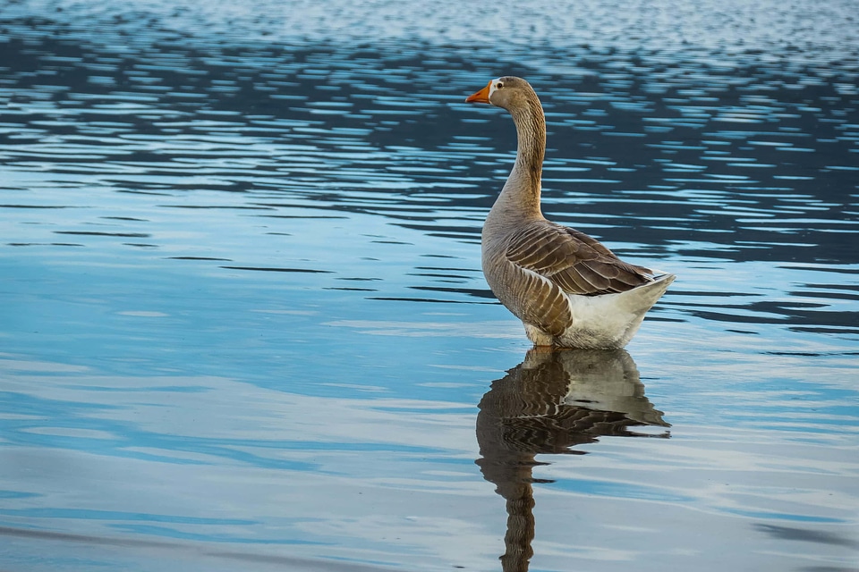 Animal avian beak photo