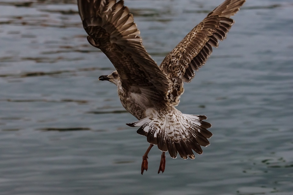 Animal avian beak