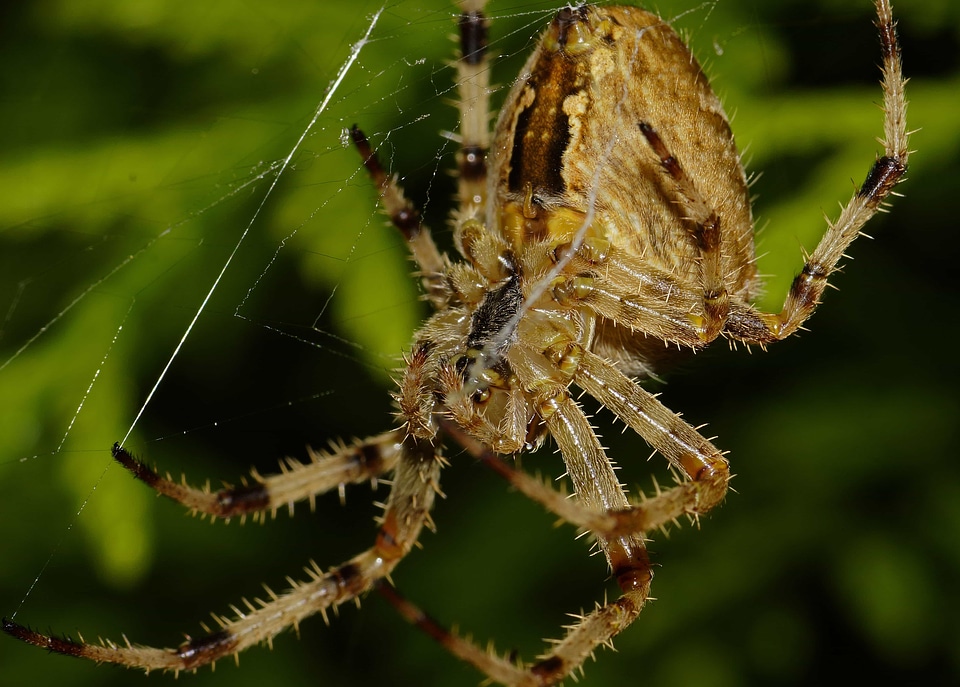 Animal arthropod beautiful image