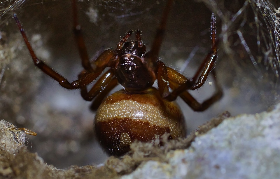 Animal arthropod beautiful image