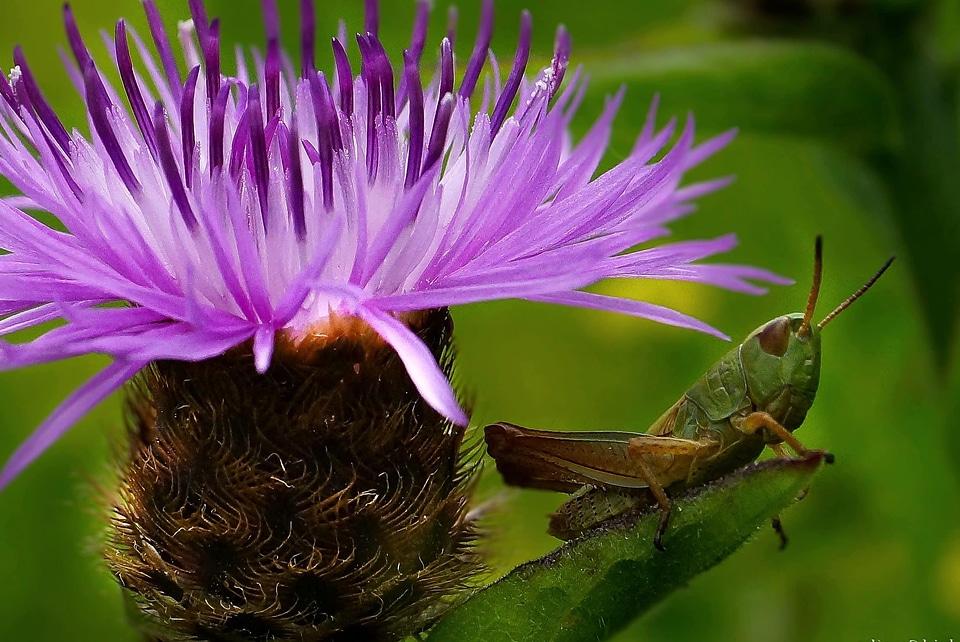 Animal arthropod beautiful flowers