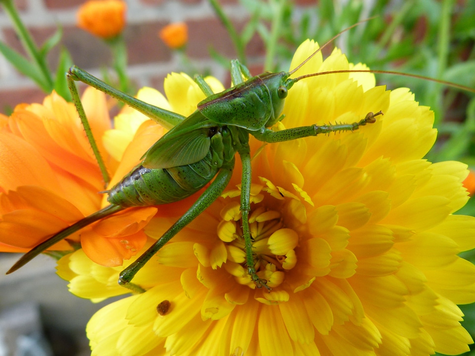Grasshopper nature outside