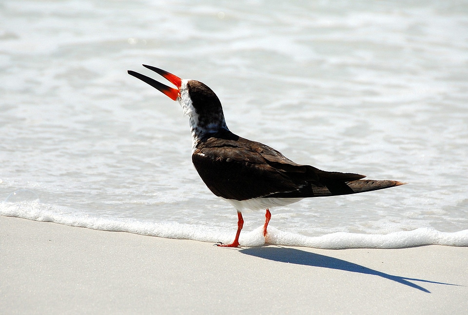 Animal avian beach