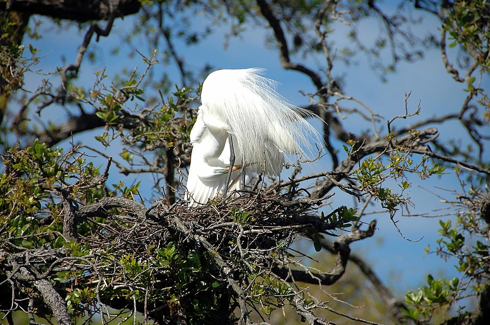 Animal avian beak