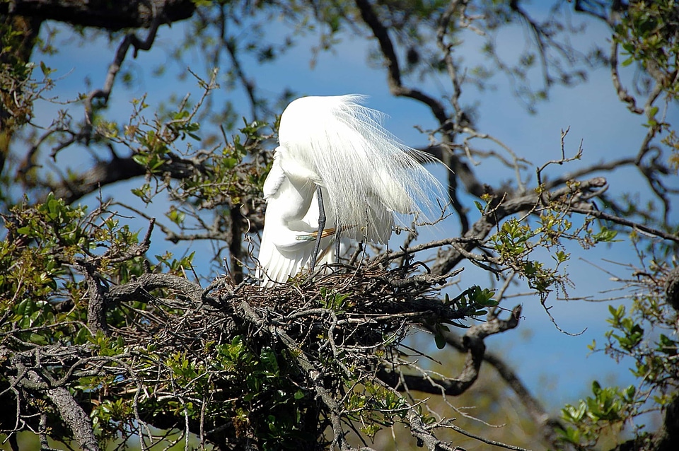 Animal avian beak photo