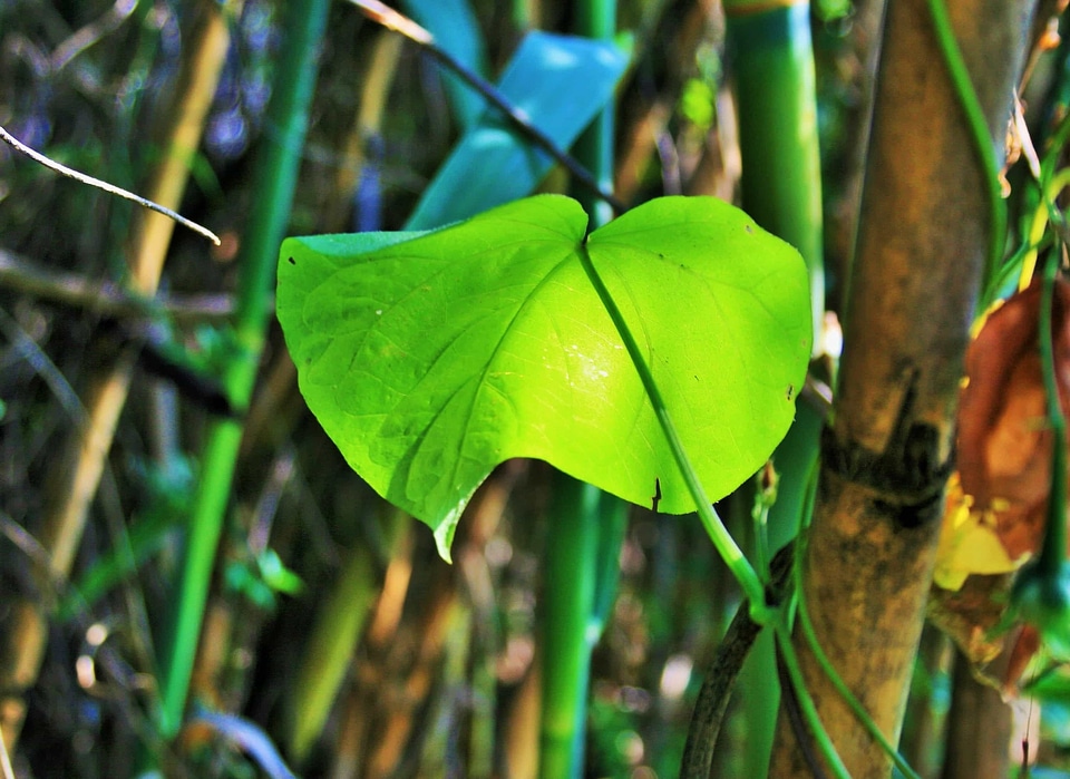 Dark Green daylight ecology