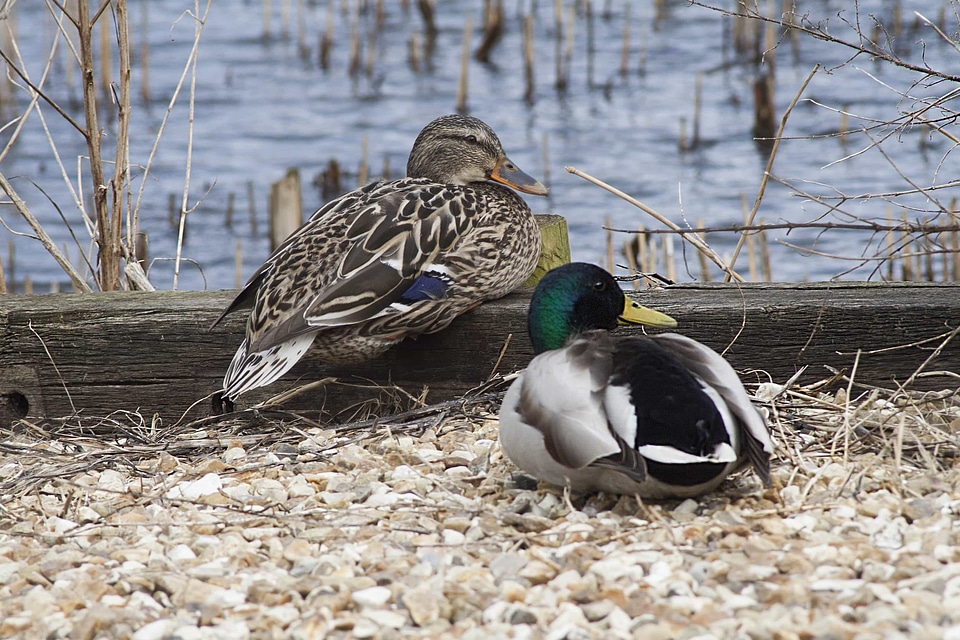 Animal aquatic bird avian