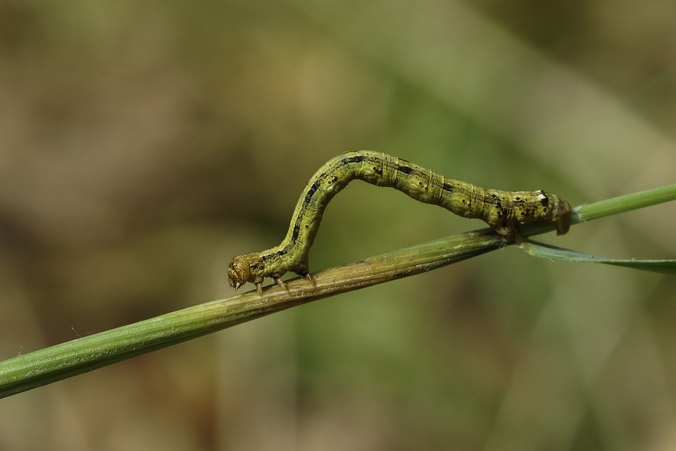 Animal arthropod beautiful image