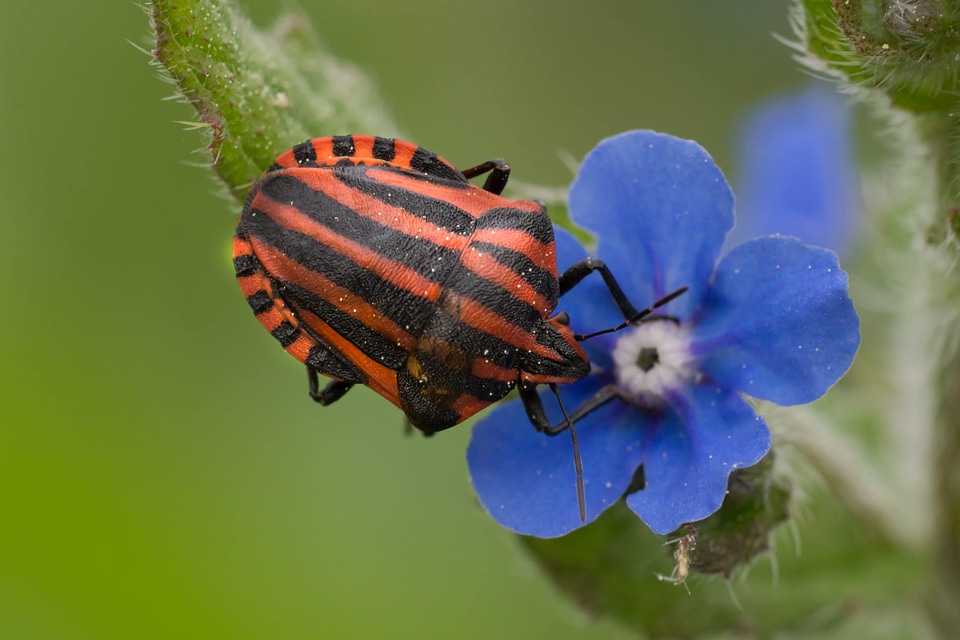 Animal arthropod beautiful flowers