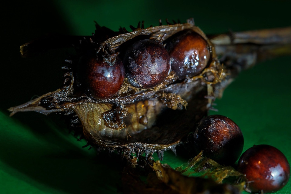 Animal arthropod beautiful photo