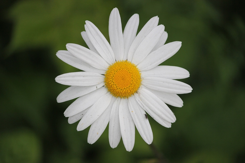 Branch blossom petal