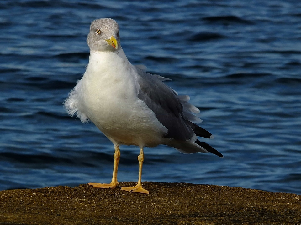 Animal avian beak
