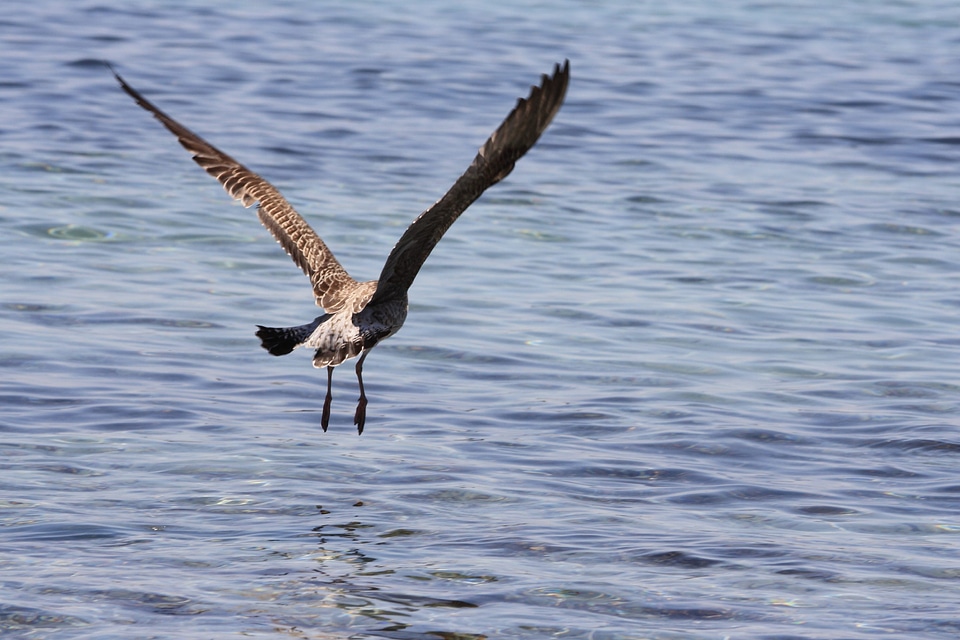 Animal avian beach
