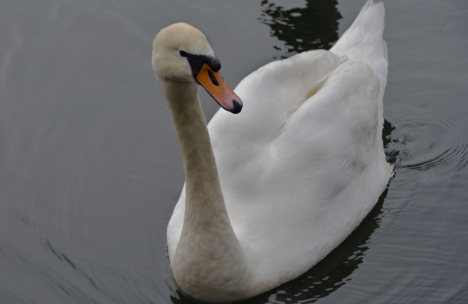 Animal aquatic bird avian