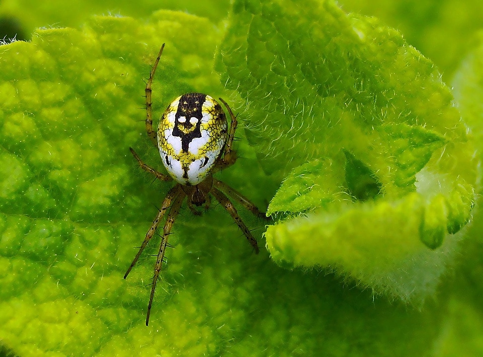 Animal arthropod beautiful image