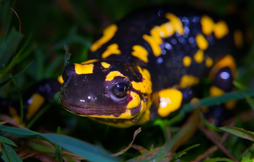 Amphibian animal beautiful image