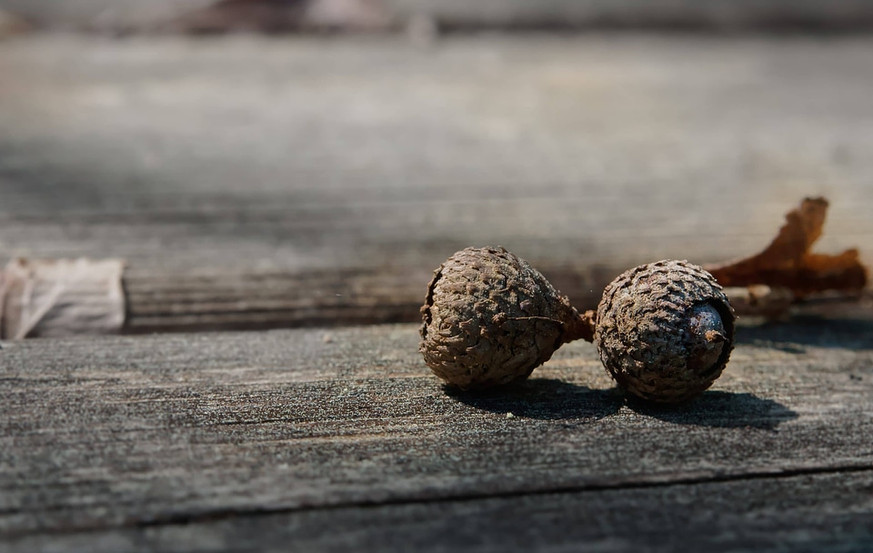 Acorn beautiful image beautiful photo