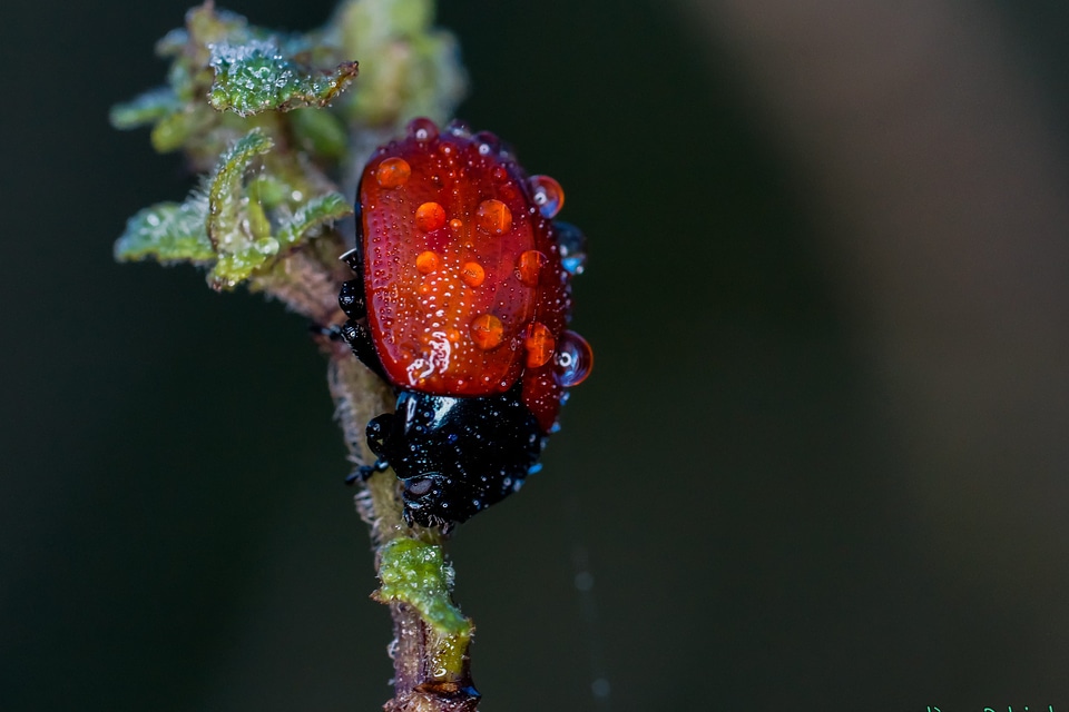 Animal arthropod beautiful image