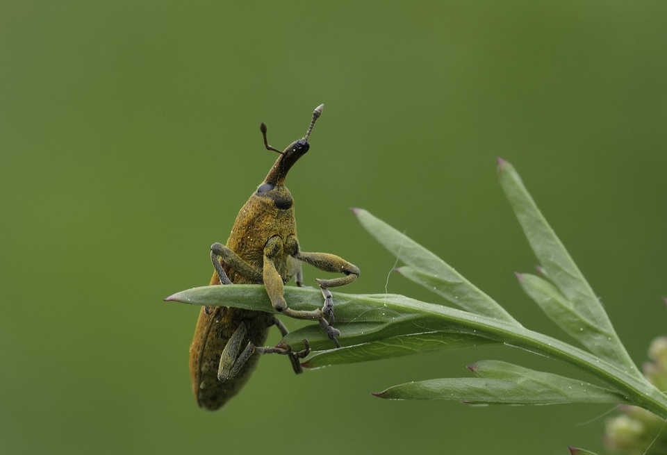 Animal arthropod beautiful image