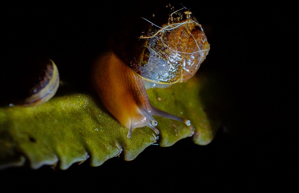 Amphibian animal aquarium