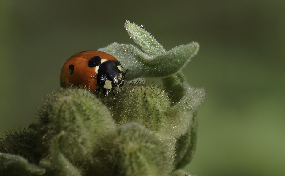Animal arthropod beautiful image