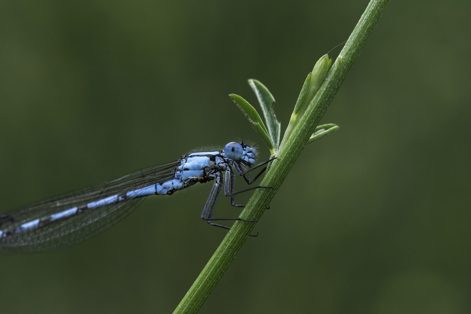Animal arthropod beautiful image