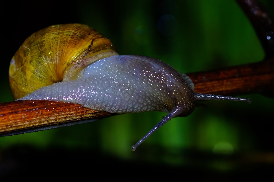 Animal arthropod beautiful image