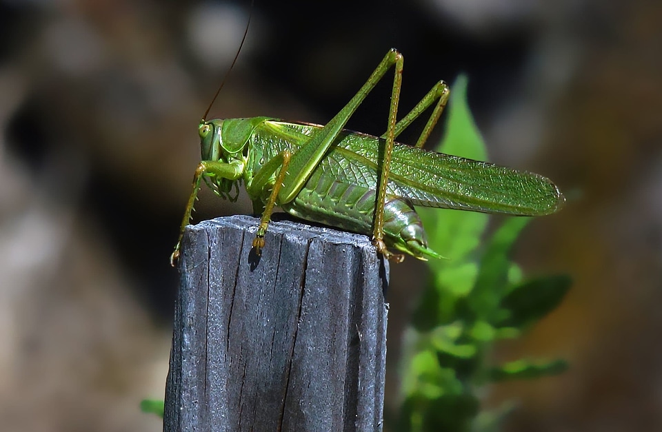 Animal arthropod beautiful image
