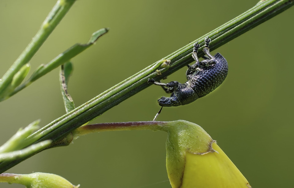 Animal arthropod beautiful photo
