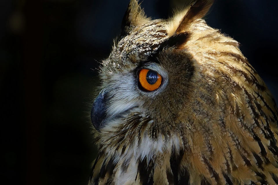 Animal avian beak photo