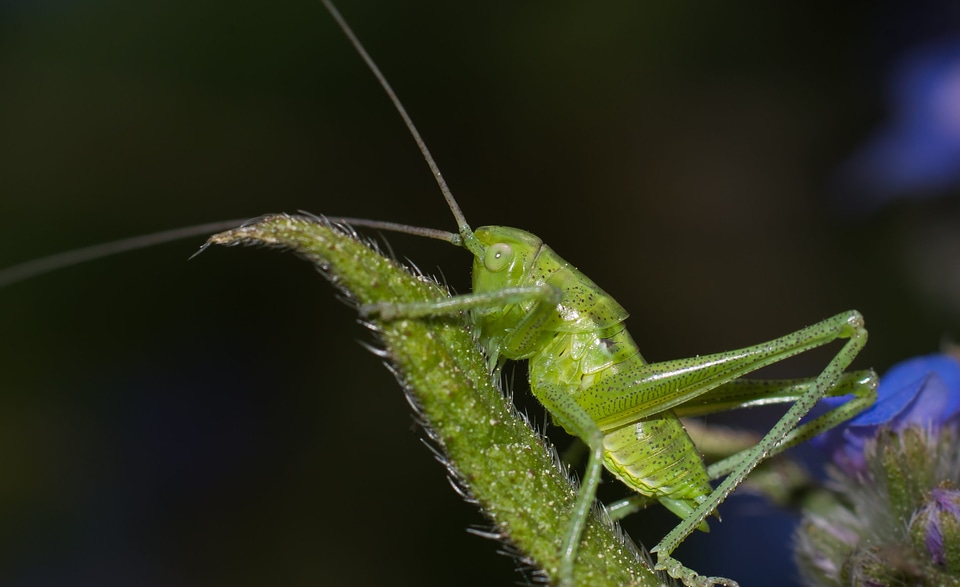 Animal arthropod beautiful image