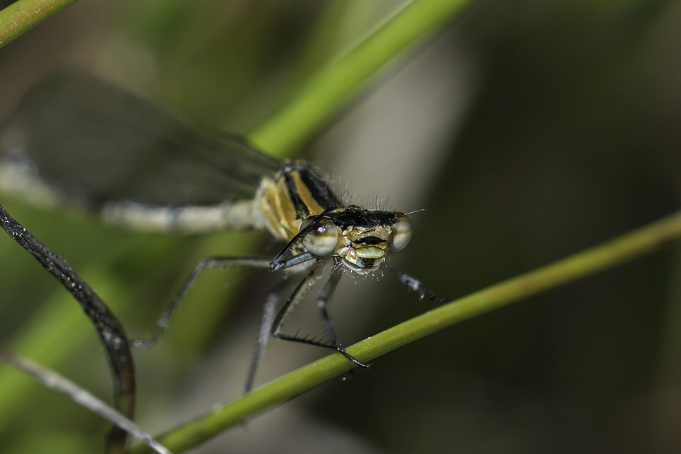 Animal arthropod beautiful image