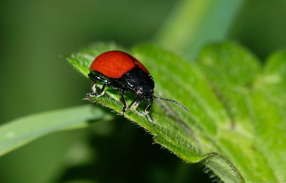 Animal arthropod beautiful image