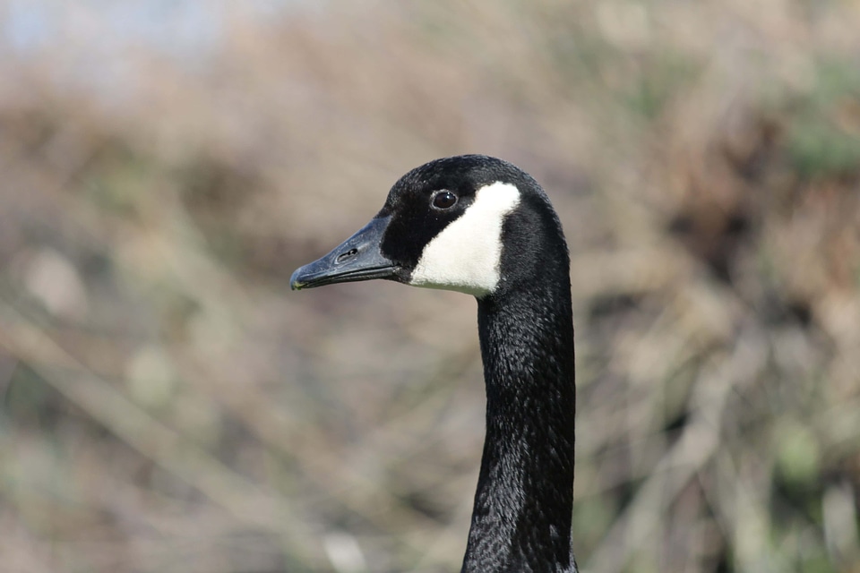 Animal avian badger