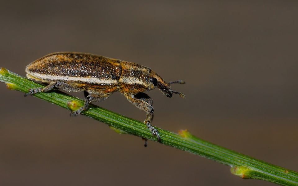 Animal arthropod beautiful image