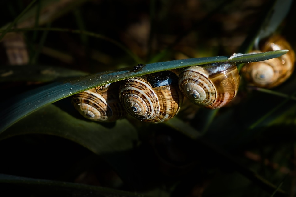 Animal arthropod beautiful image