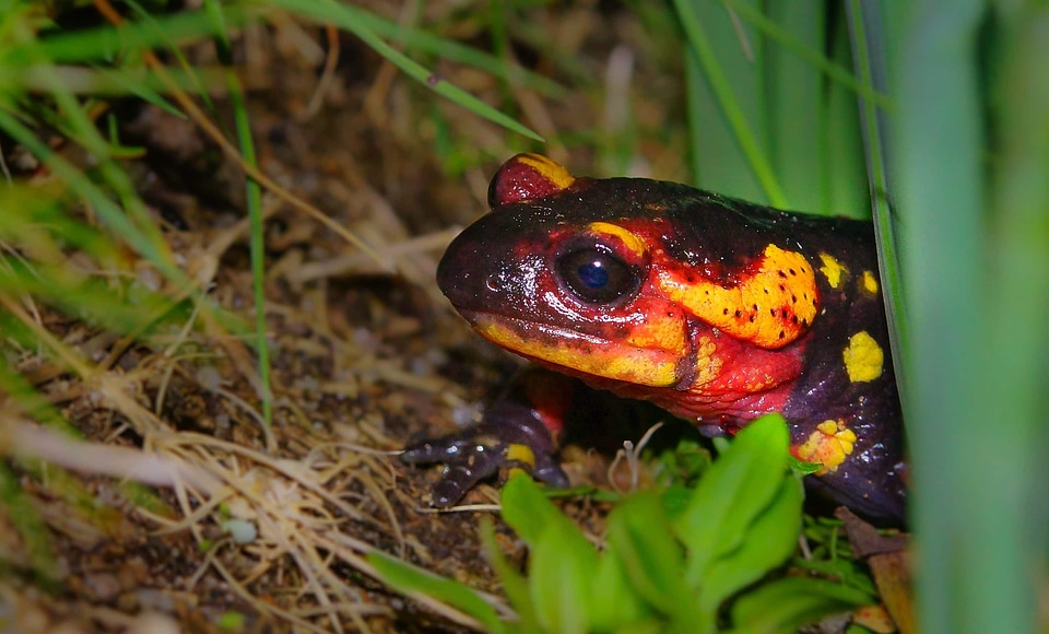 Amphibian animal animals
