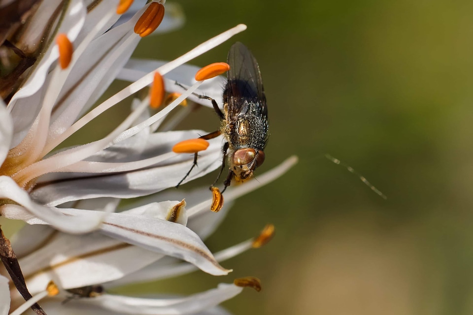 Animal arthropod beautiful flowers