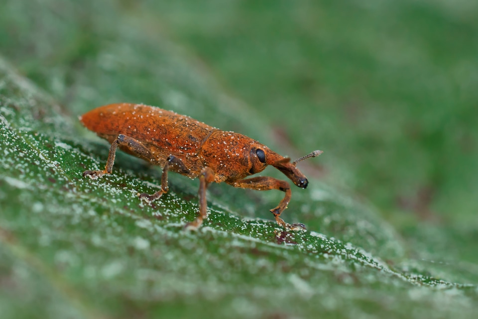 Animal arthropod beautiful image