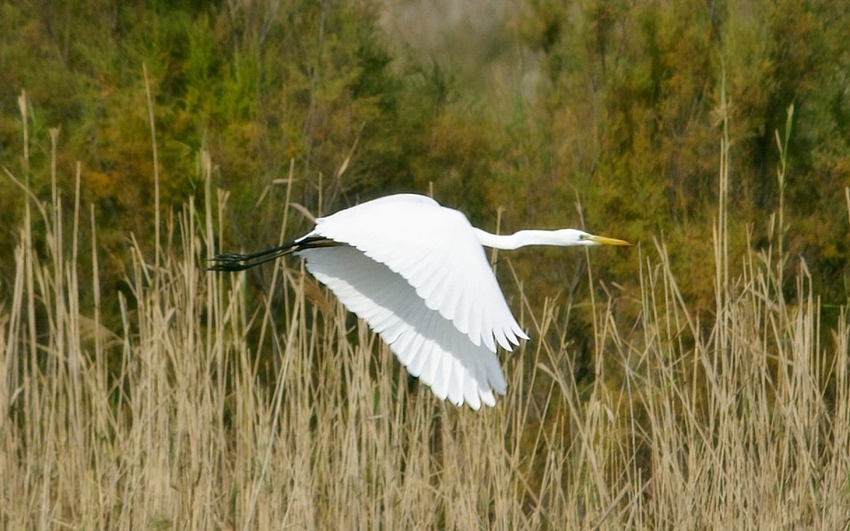 Animal avian beak photo